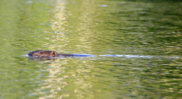 Ein Biber schwimmt in der Peene